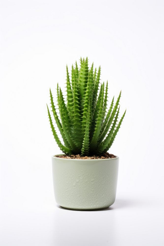 Plant cactus aloe xanthorrhoeaceae. AI generated Image by rawpixel.