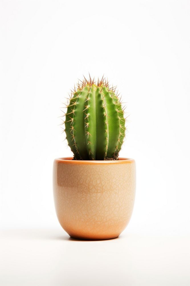 Cactus plant white background potted plant. 