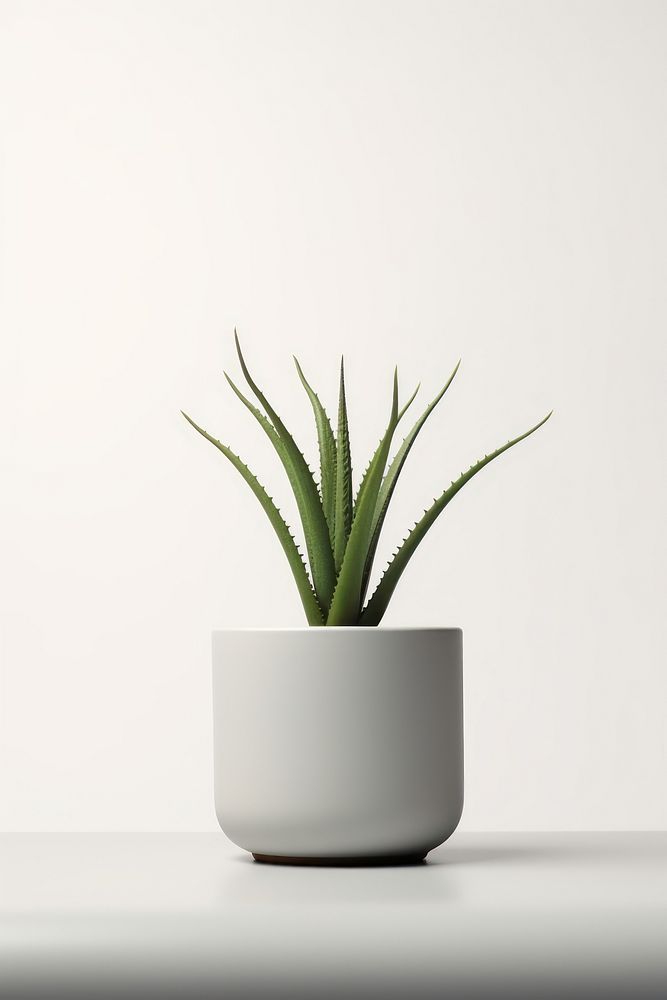 Plant aloe vase potted plant. 