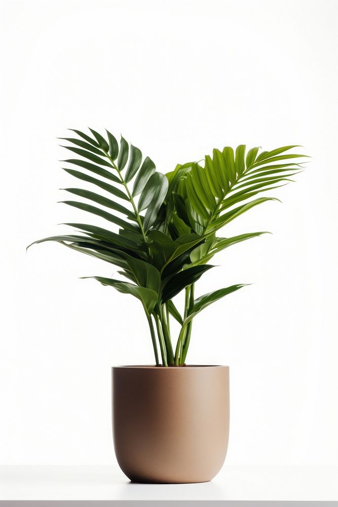 Plant leaf vase white background. 