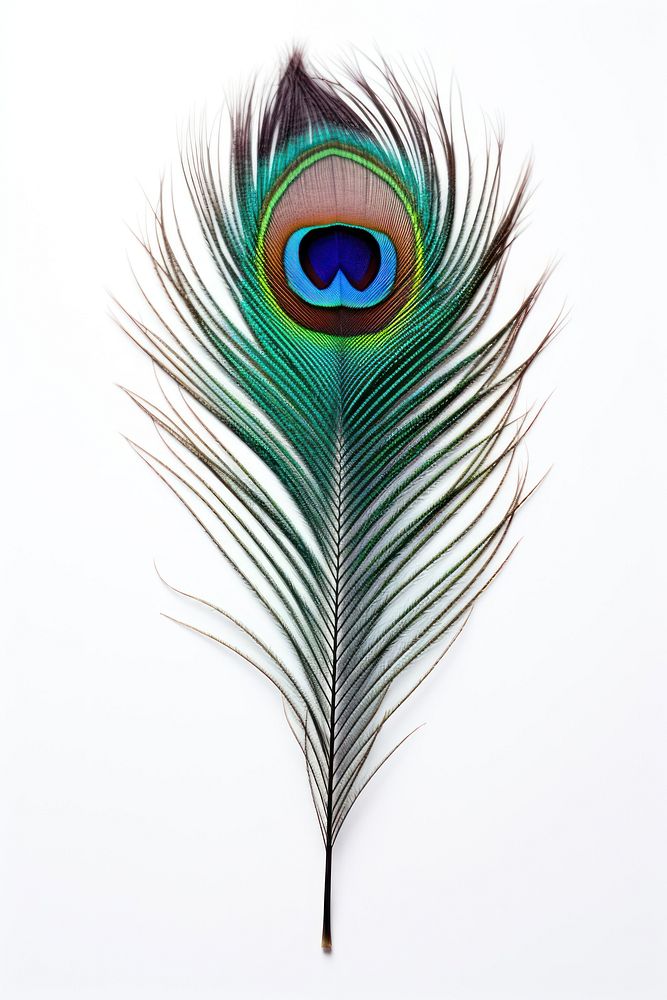 Peacock feather pattern animal. 