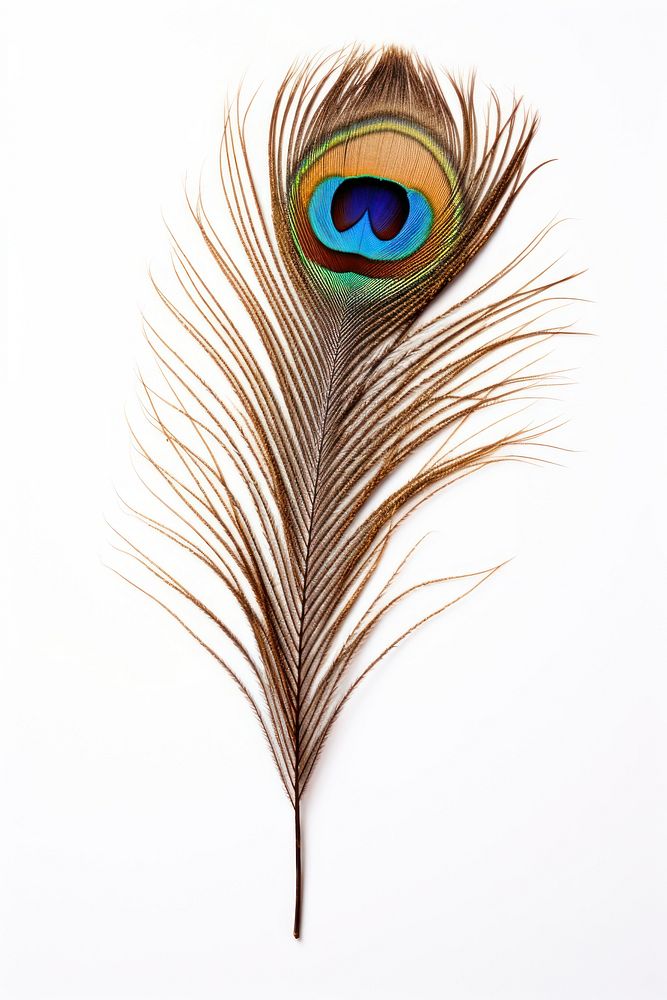 Peacock feather pattern animal. AI generated Image by rawpixel.