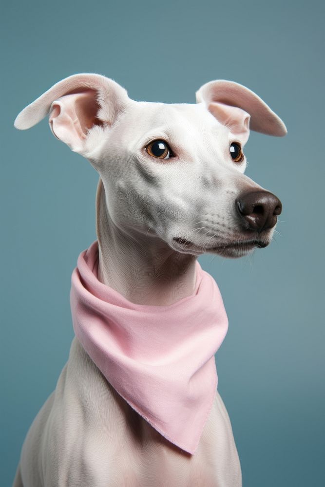 Dog portrait clothing apparel. AI generated Image by rawpixel.