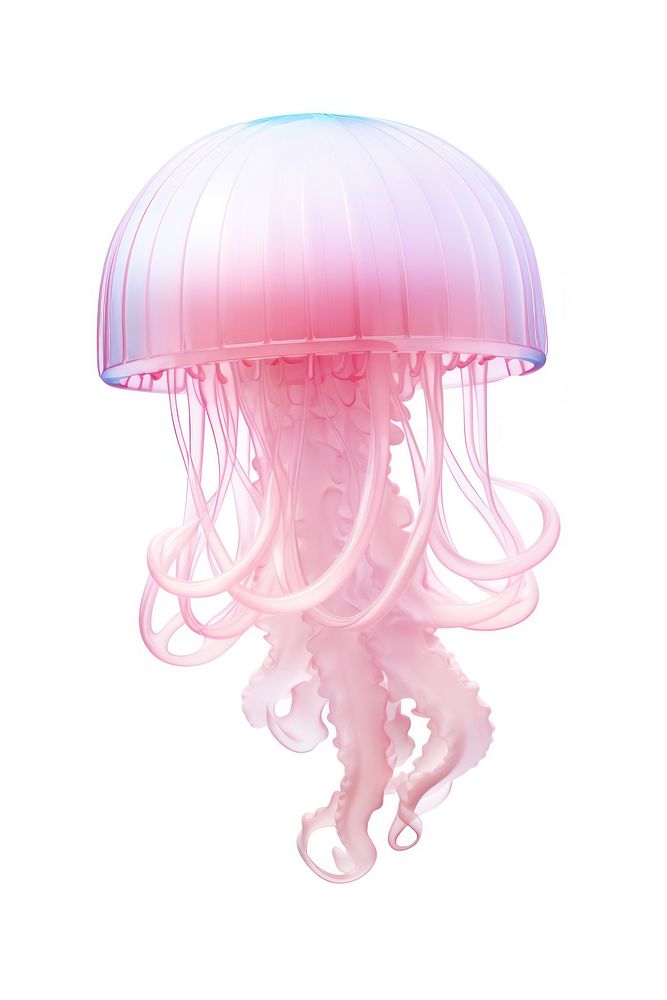 Jellyfish white background invertebrate translucent. AI generated Image by rawpixel.