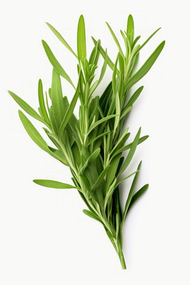 Tarragon plant herbs leaf. AI generated Image by rawpixel.