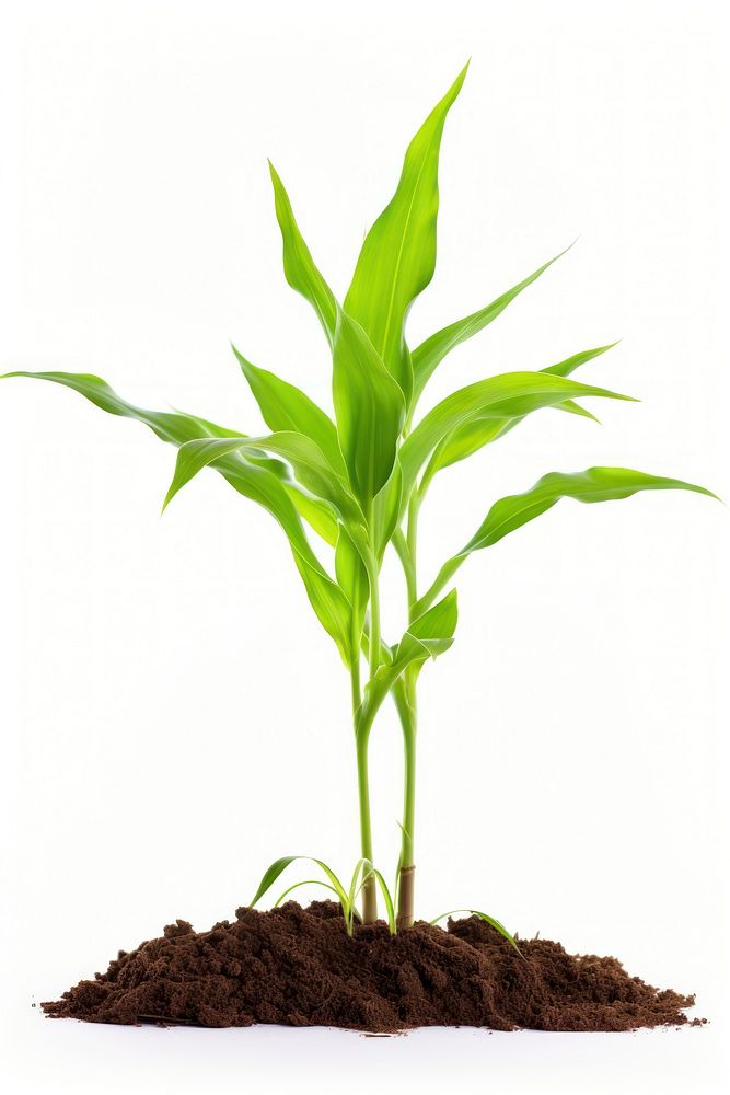 Plant leaf soil corn. 