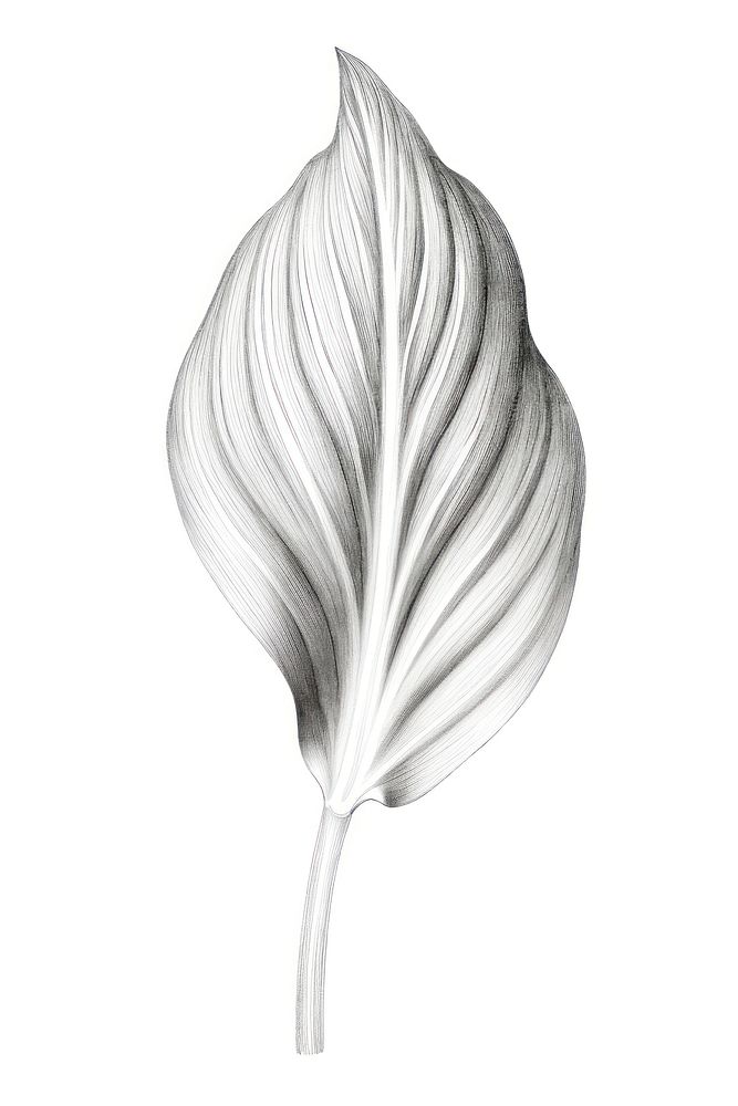 Leaf drawing sketch plant. AI generated Image by rawpixel.