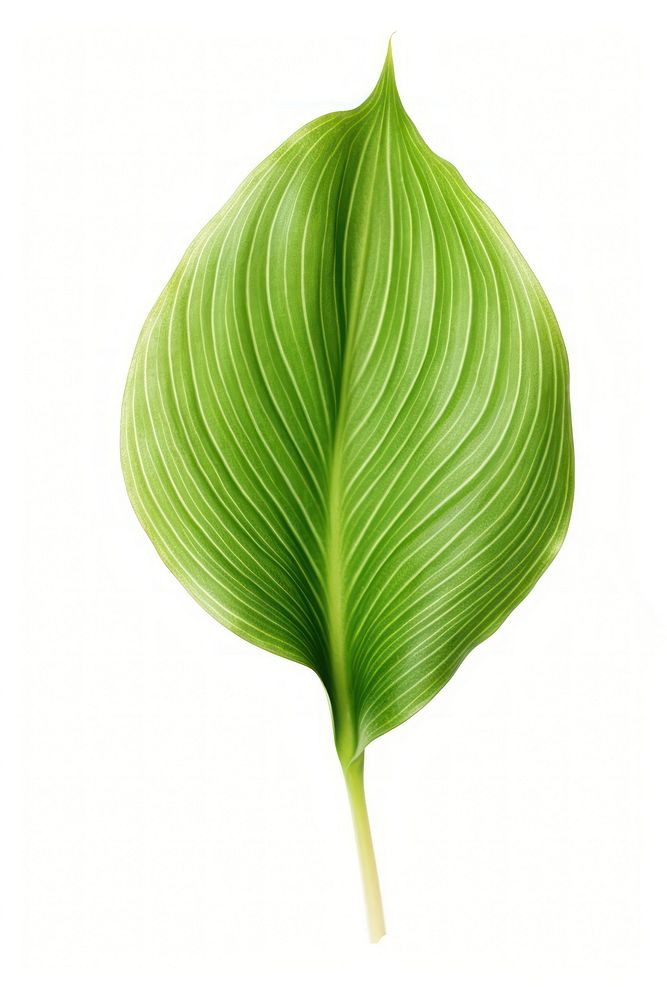 Leaf plant green white background. AI generated Image by rawpixel.