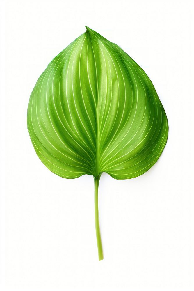 Leaf plant green white background. AI generated Image by rawpixel.