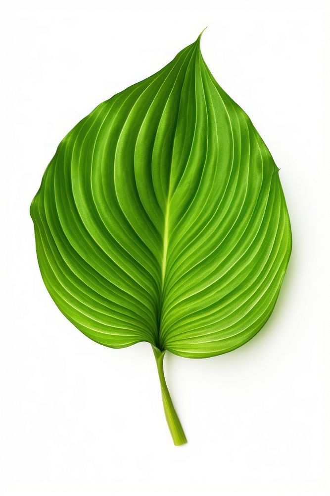 Plant leaf green white background. AI generated Image by rawpixel.