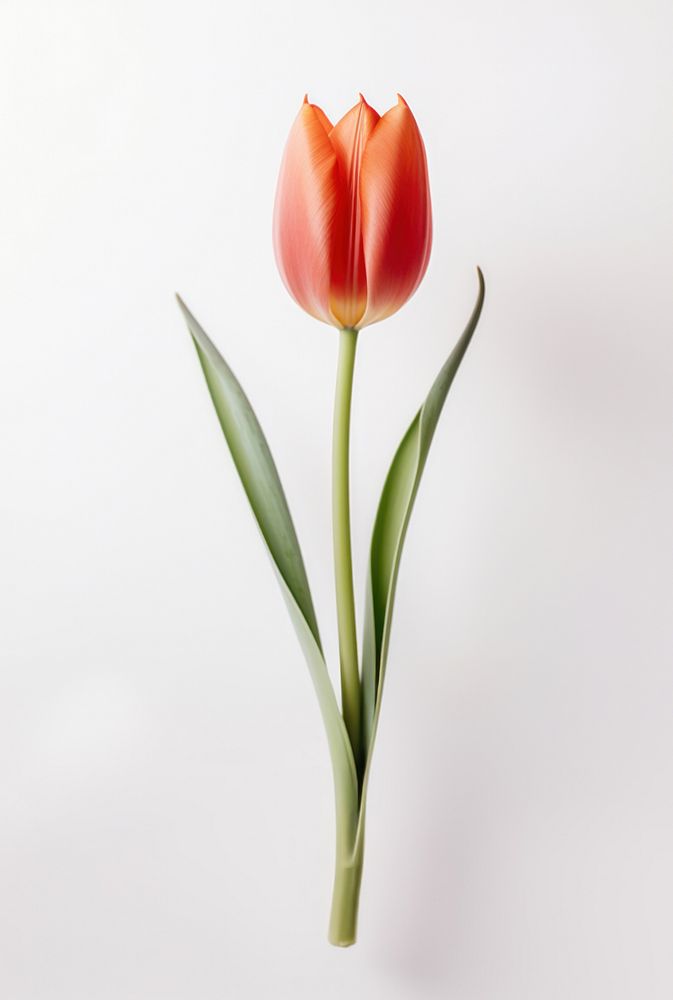 Tulip flower plant inflorescence. 