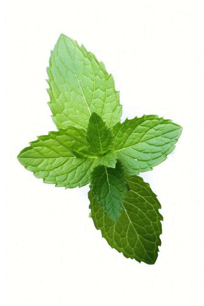 Herbs plant leaf mint. AI generated Image by rawpixel.