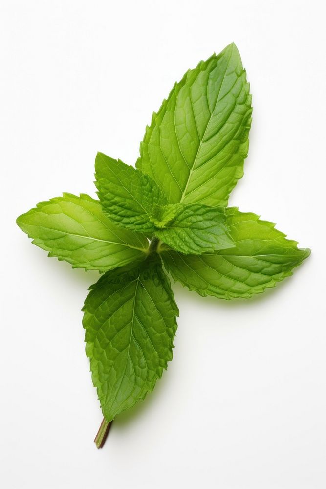 Herbs plant leaf mint. AI generated Image by rawpixel.