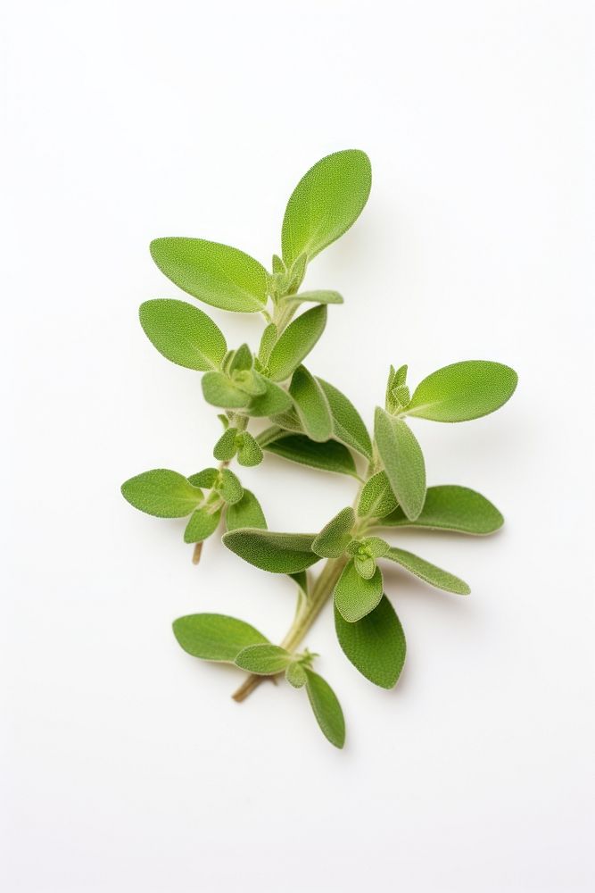 Herbs plant leaf white background. AI generated Image by rawpixel.