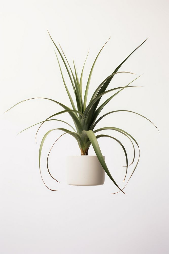 Plant vase white background bromeliaceae. 