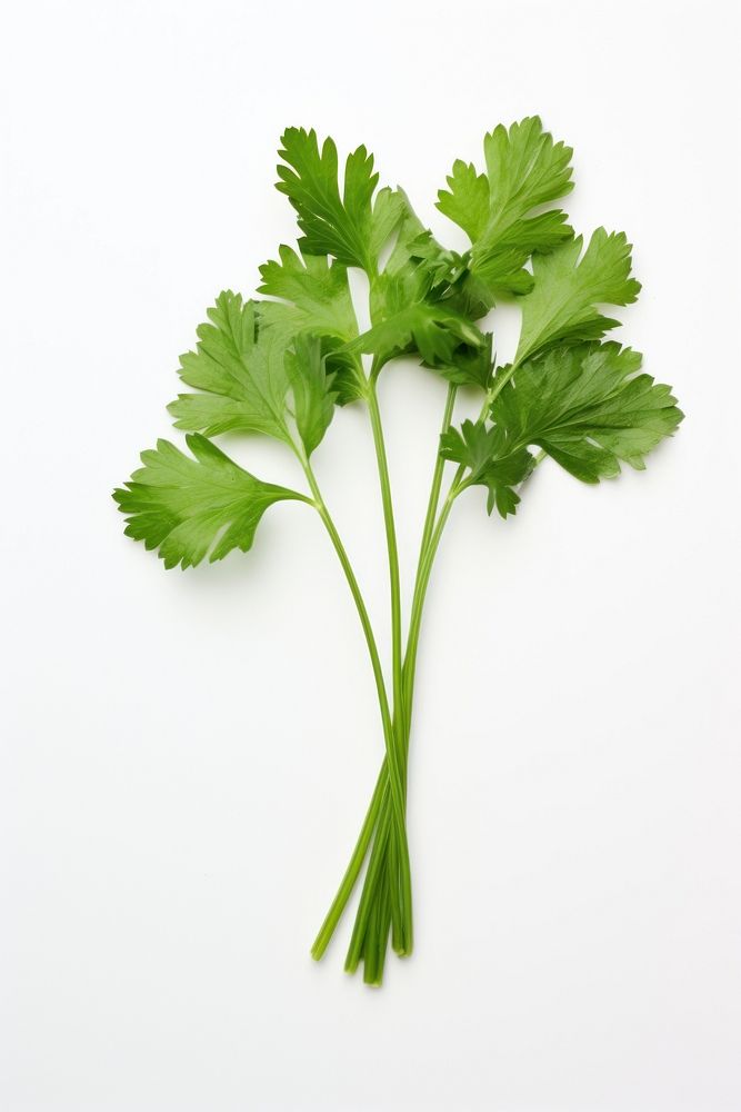 Herbs parsley plant white background. AI generated Image by rawpixel.