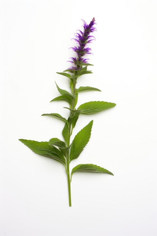Herbs lavender flower purple. AI generated Image by rawpixel.