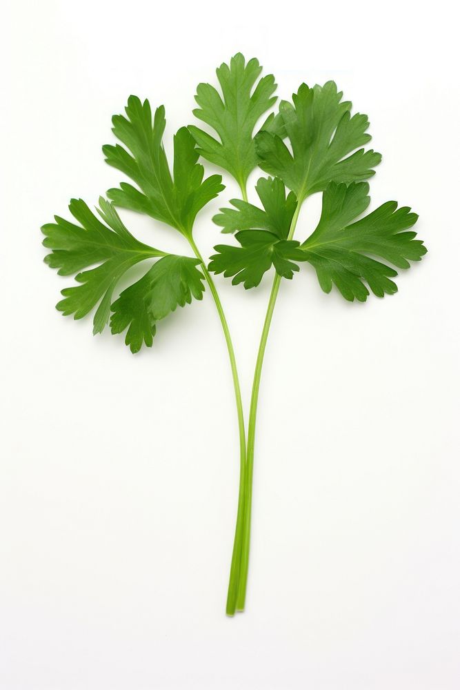 Parsley herbs plant white background. AI generated Image by rawpixel.