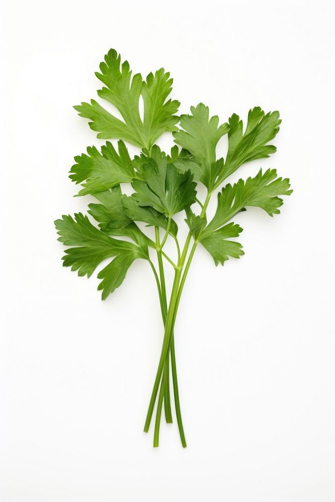 Parsley herbs plant white background. AI generated Image by rawpixel.
