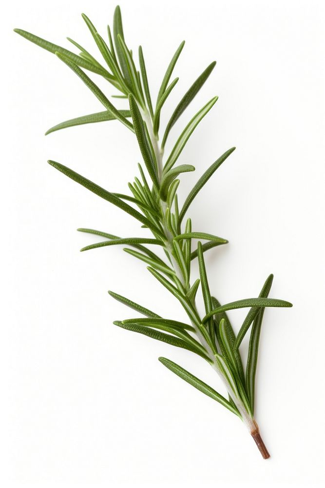 Herbs rosemary plant white background. AI generated Image by rawpixel.