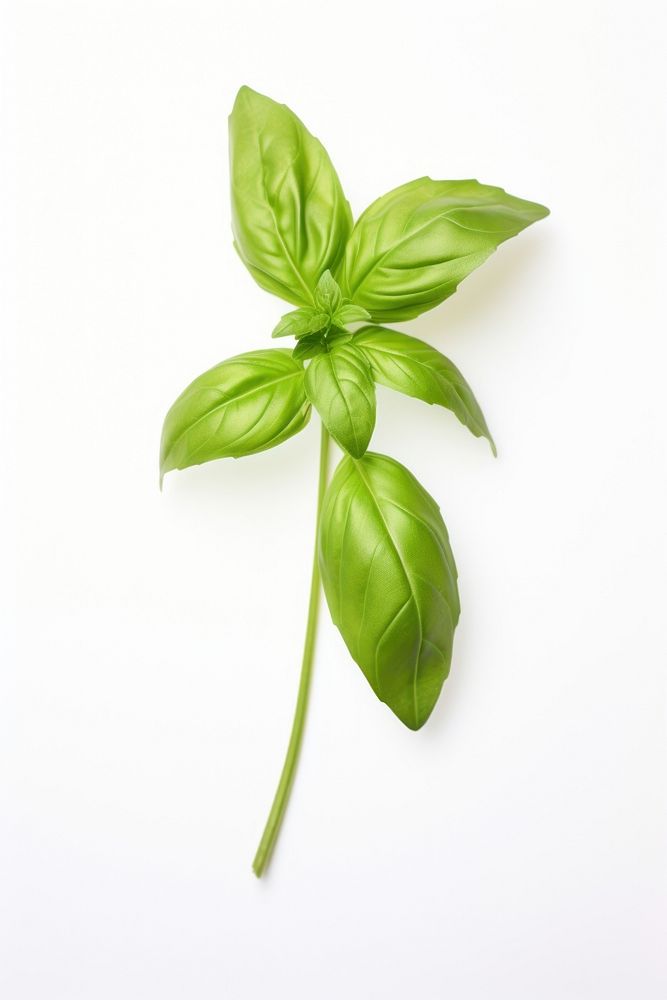 Basil plant herbs leaf. AI generated Image by rawpixel.