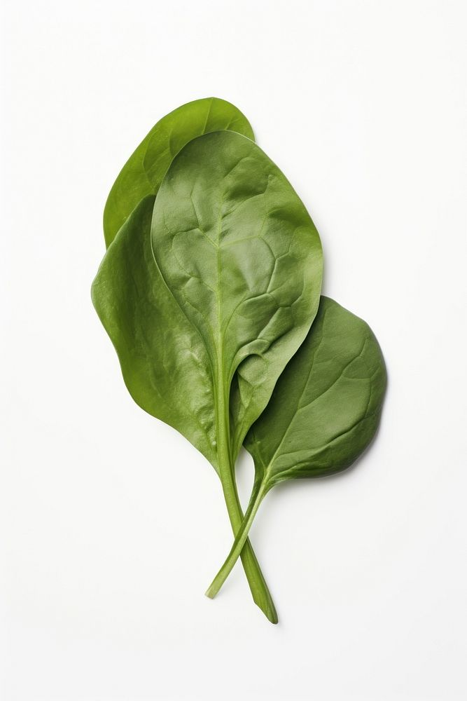 Spinach vegetable plant leaf. AI generated Image by rawpixel.