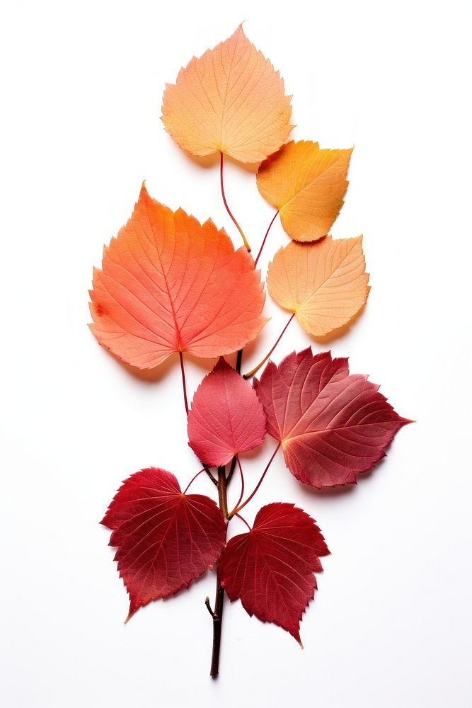Plant maple leaf tree. AI generated Image by rawpixel.