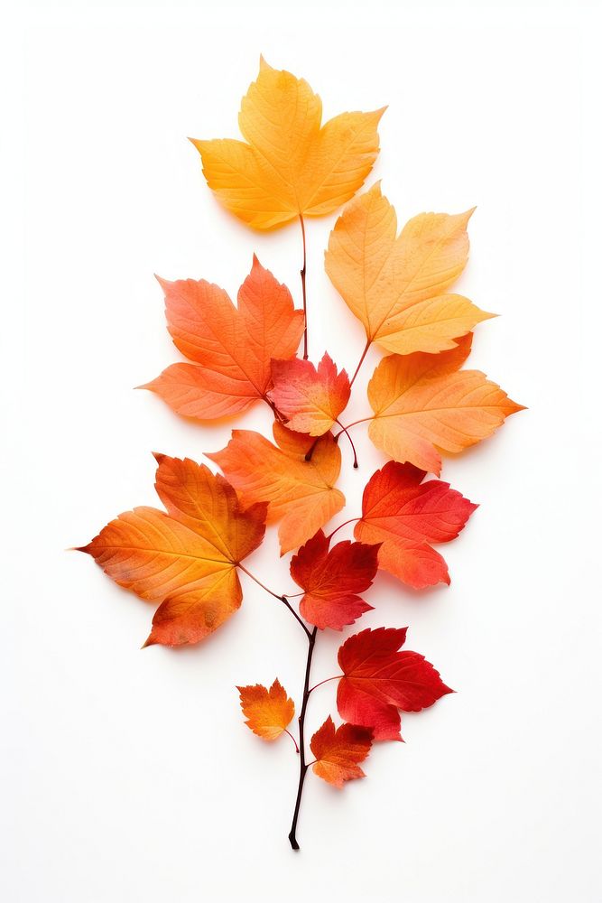 Leaves plant maple leaf. AI generated Image by rawpixel.