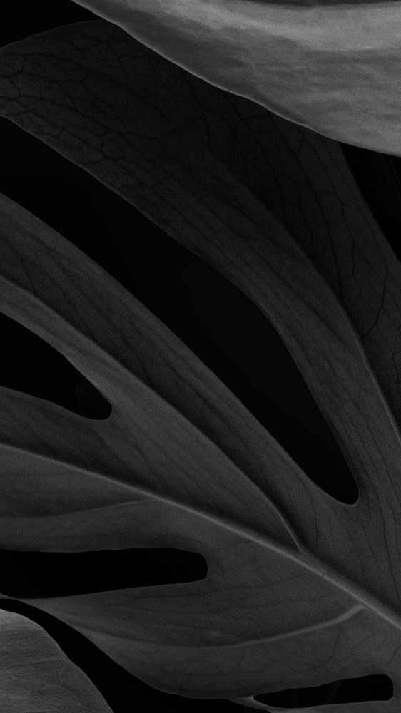 Black botanical, leaf iPhone wallpaper background