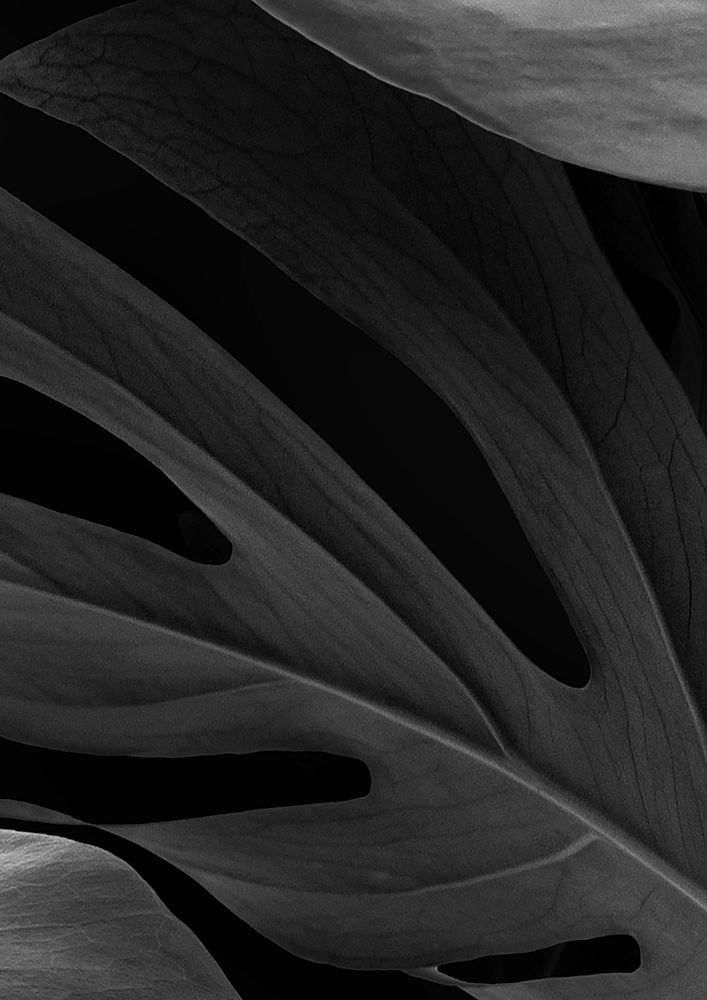 Black botanical, leaf background design