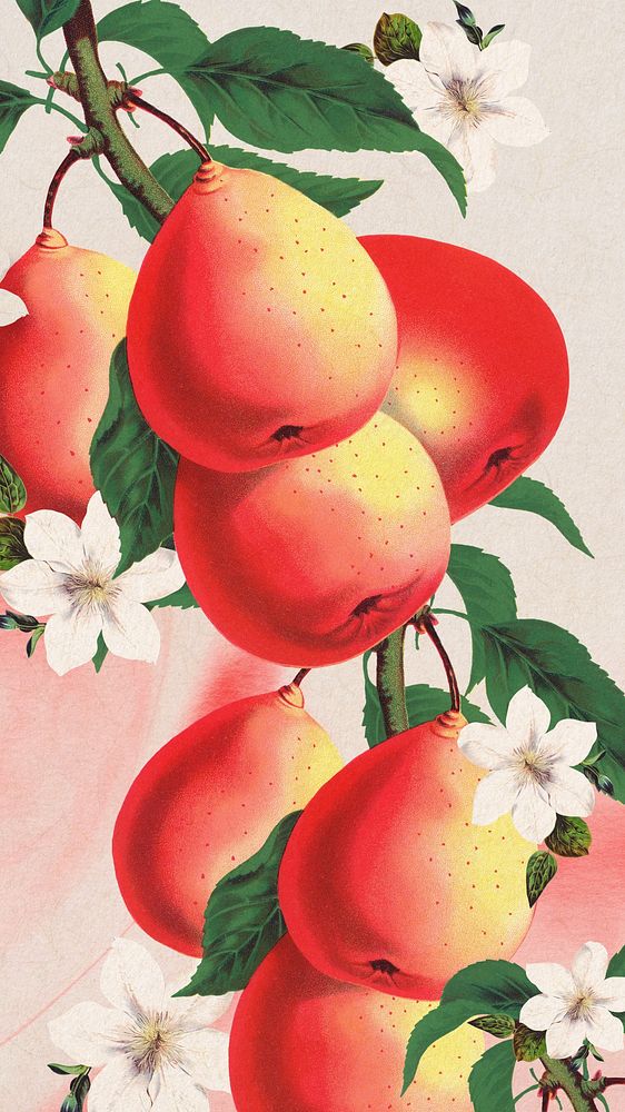Pear white flower iPhone wallpaper