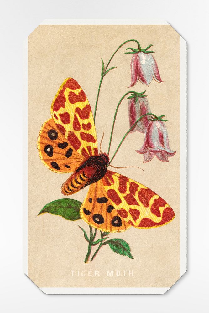 Tiger Moth card from the Butterflies and Moths of America series (1862&ndash;69), vintage butterfly illustration. Original…