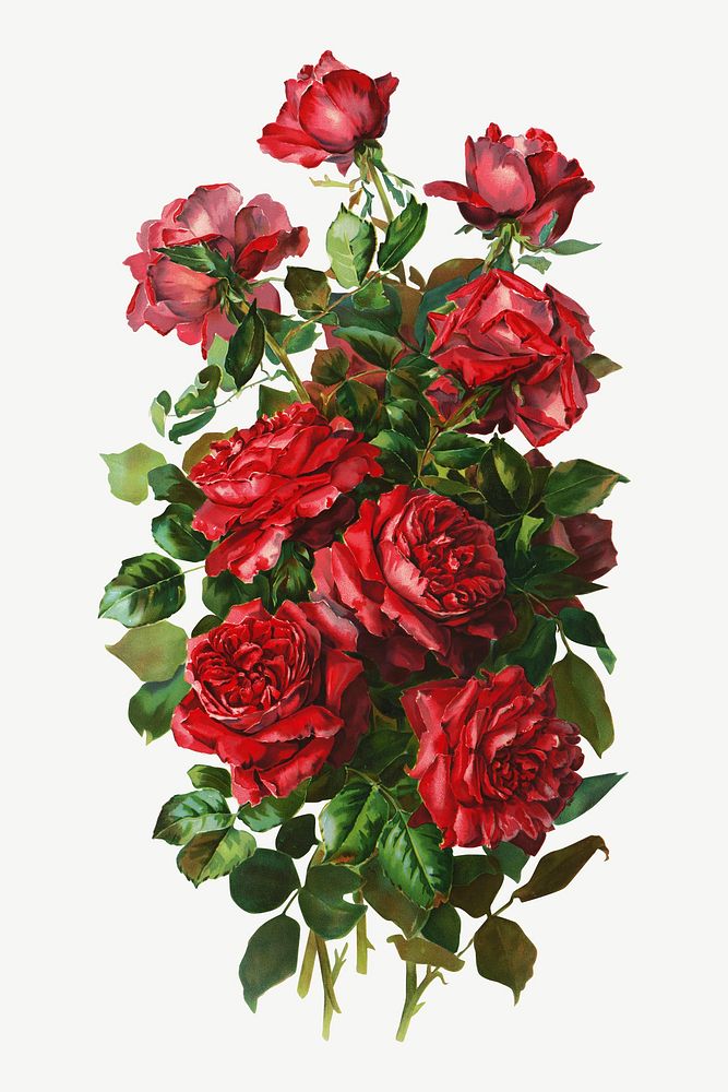 Red rose, vintage flower illustration psd. Remixed by rawpixel.