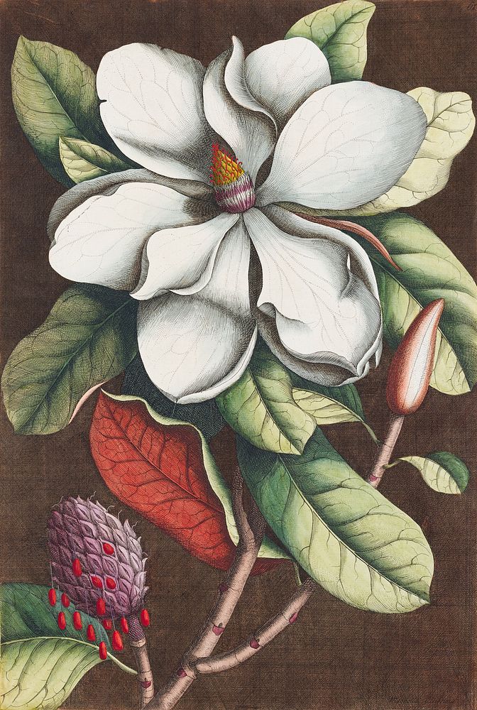Magnolia grandiflora (1743), vintage flower illustration by Georg Dionysius Ehret; Etcher: Georg Dionysius Ehret; Publisher:…