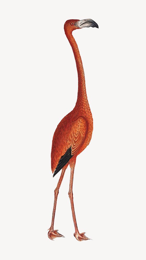 Flamingo, vintage animal illustration by Mark Catesby. Remixed by rawpixel.