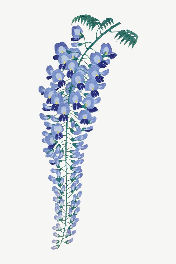 Ohara Koson's wisteria flower, Japanese illustration psd. Remixed by rawpixel.