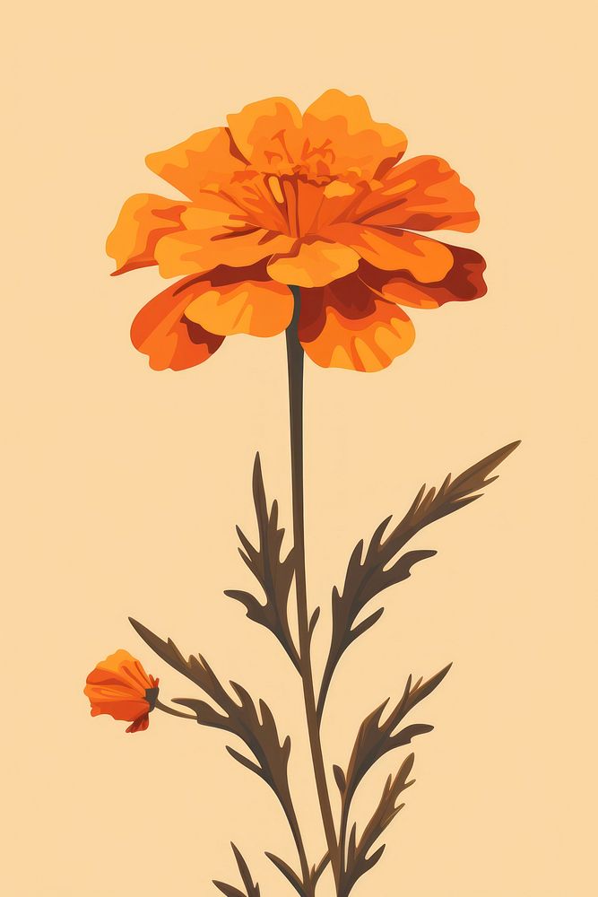 French marigold flower plant petal. 