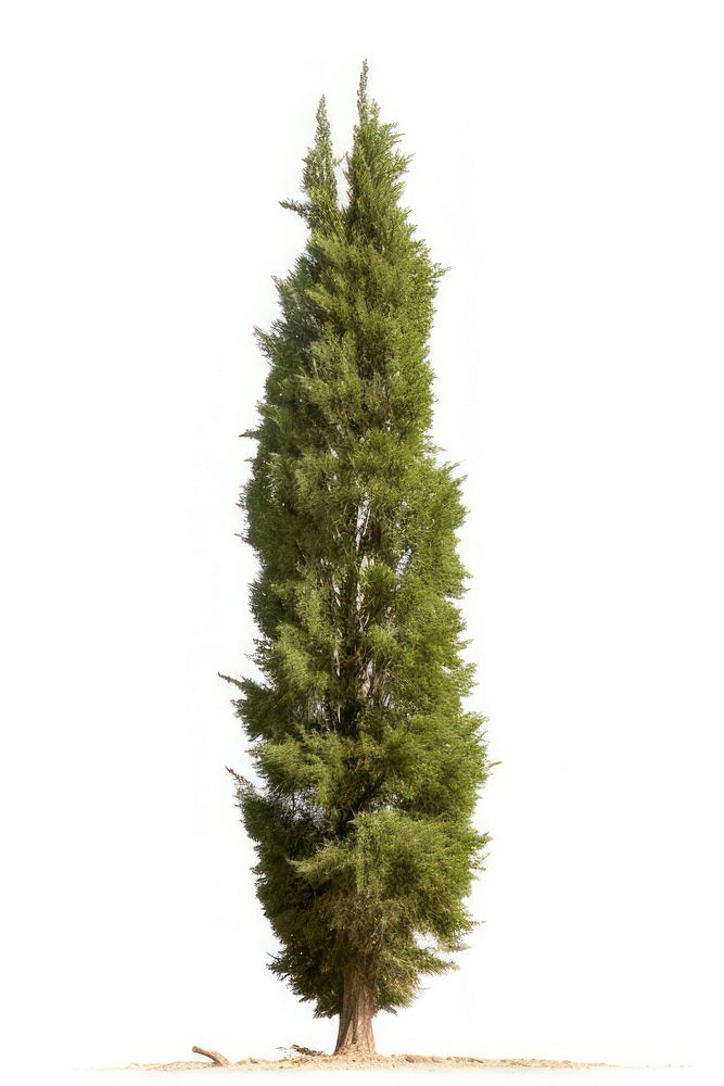 Plant tree pine fir. AI generated Image by rawpixel.
