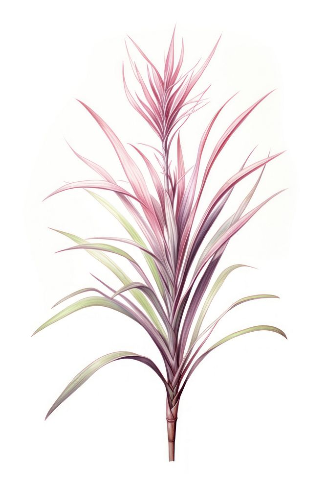Dracaena Marginata Plant plant drawing grass. AI generated Image by rawpixel.
