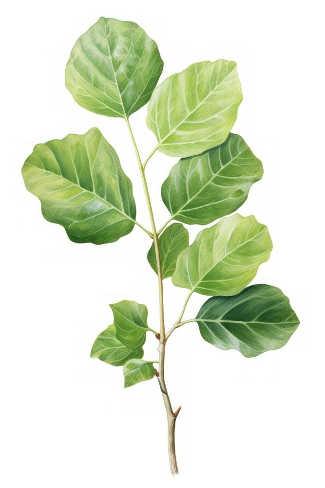 Iddle-leaf fig plant herbs tree. AI generated Image by rawpixel.