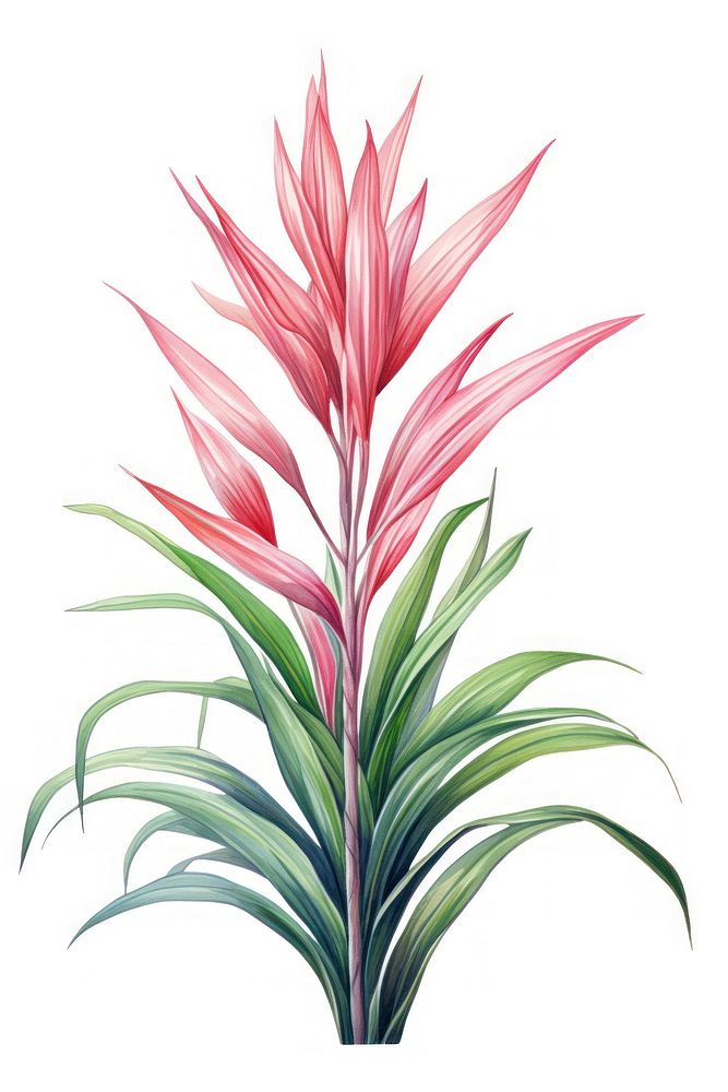 Dracaena Marginata Plant plant drawing flower. AI generated Image by rawpixel.