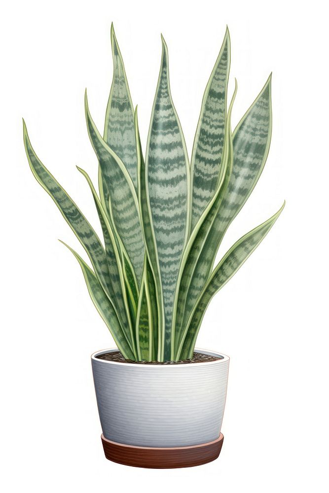 Snake plant leaf xanthorrhoeaceae white background. AI generated Image by rawpixel.