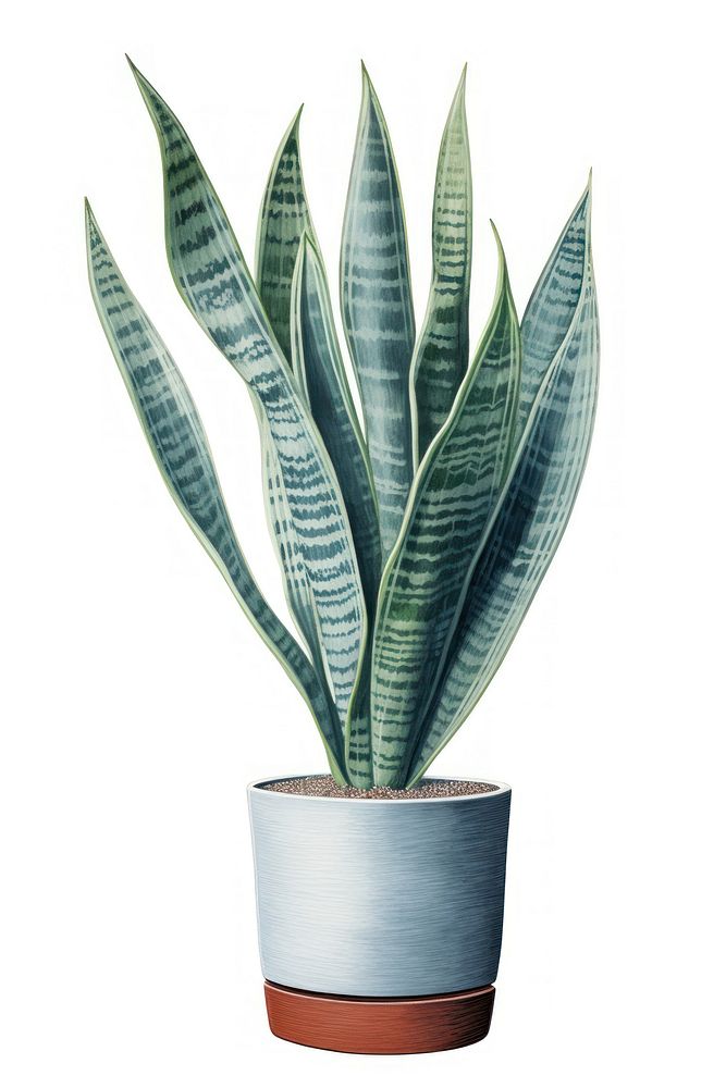 Snake plant leaf white background houseplant. AI generated Image by rawpixel.