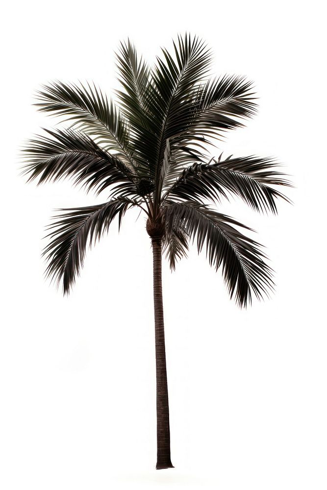 Palm plant tree white background. AI generated Image by rawpixel.
