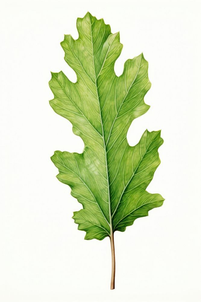 White oak leaf plant green tree. 