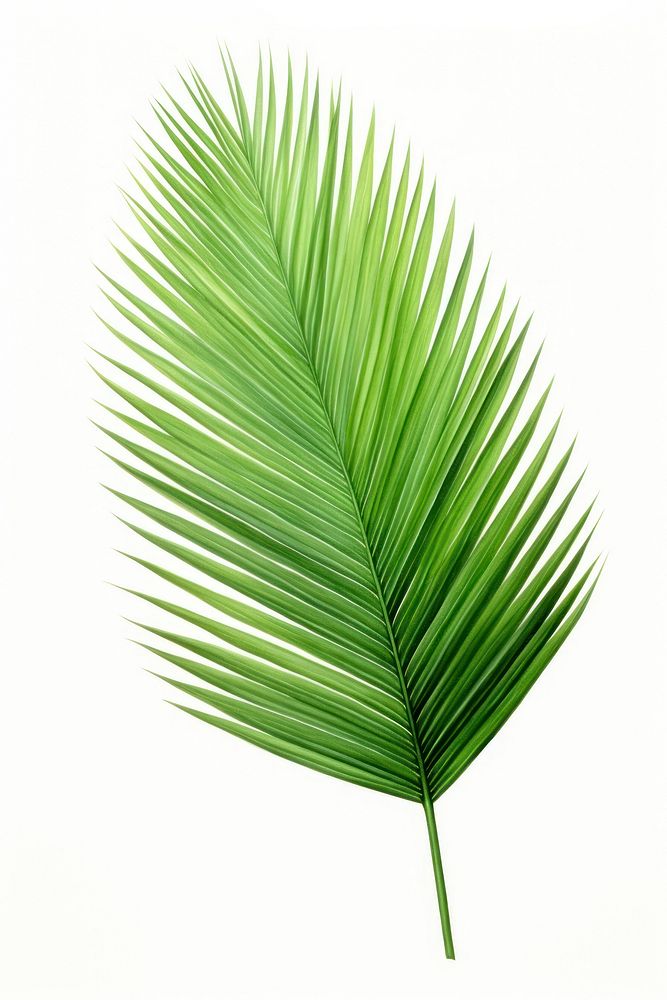 Coconut palm leaf green plant tree. AI generated Image by rawpixel.