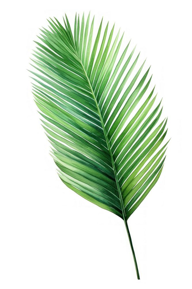 Coconut palm leaf green plant tree. AI generated Image by rawpixel.