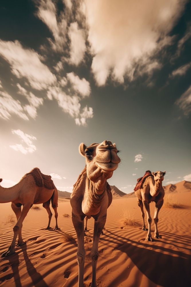 Camels outdoors nature desert. AI generated Image by rawpixel.