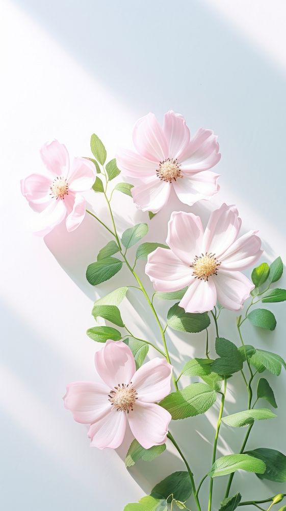 Wallpaper flower blossom nature