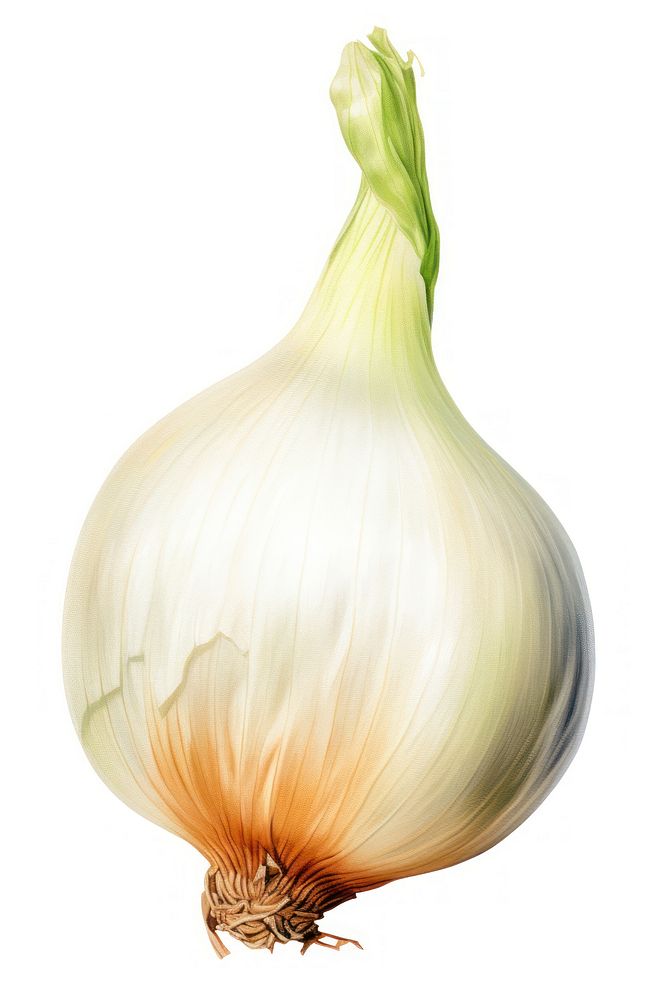 Onion vegetable garlic plant. AI generated Image by rawpixel.